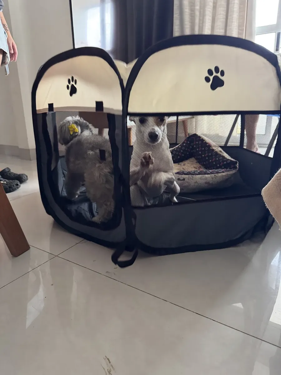 Dois cães dentro do cercadinho em uma sala