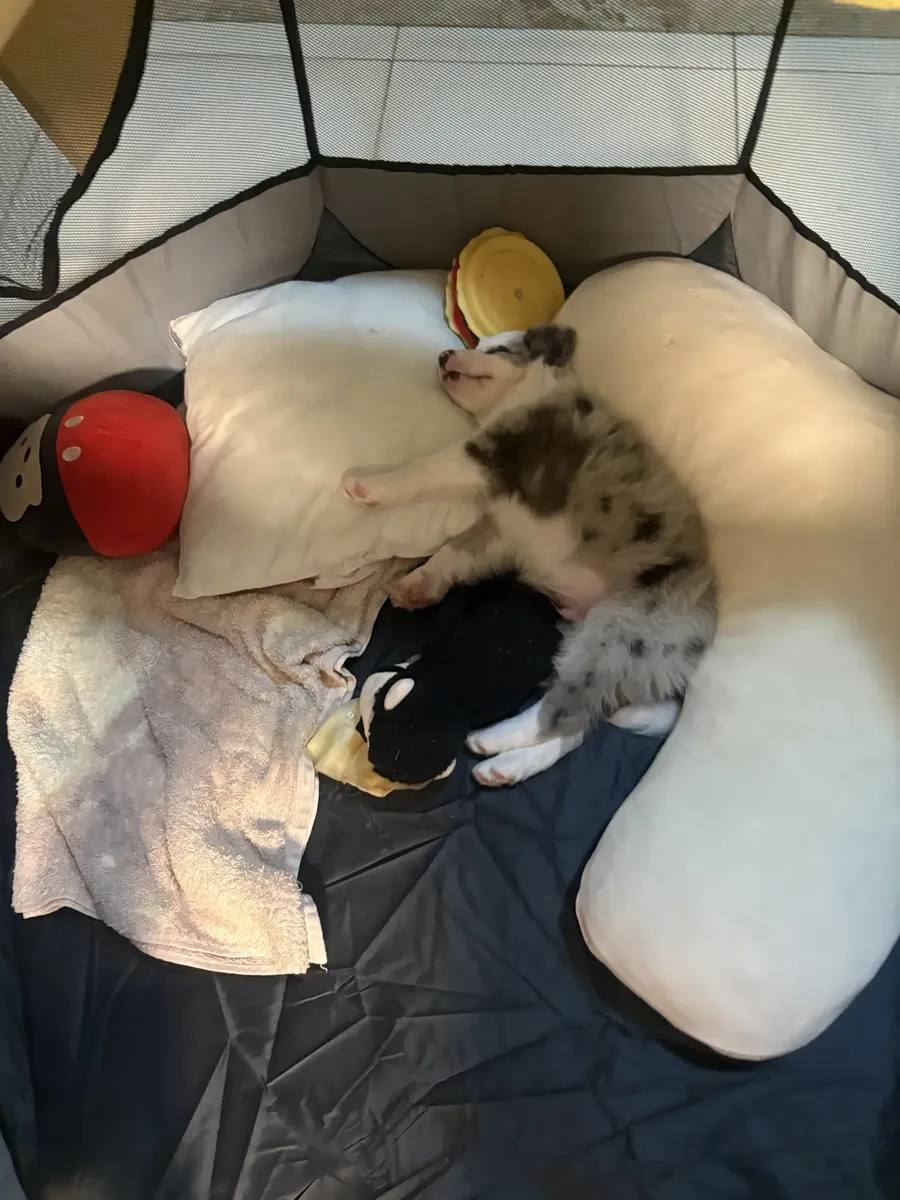 Filhote descansando entre almofadas no cercadinho